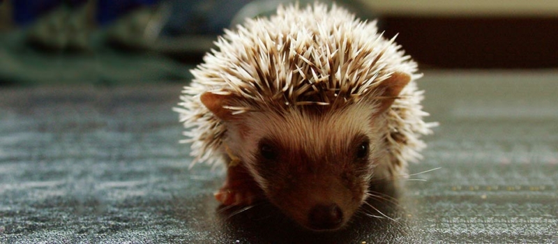 Hedgehogs and the Importance of Experience